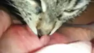 سكس هع حيوانات